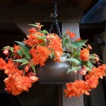 begonia-zwisajaca-pomaranczowa.webp