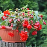 begonia-zwisajaca-czerwona.webp