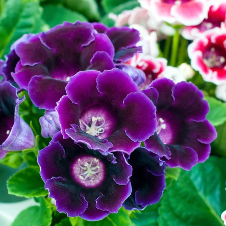 gloksynia-prince-albert.webp