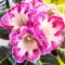 gloksynia-tigrinia-red.webp