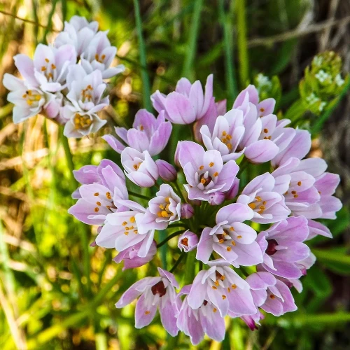 allium-roseum.webp
