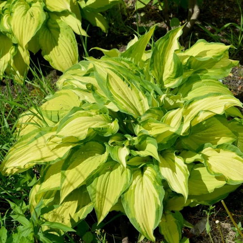 funkia-albopicta.webp
