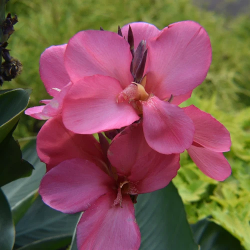 paciorecznik-kanna-orchid.webp
