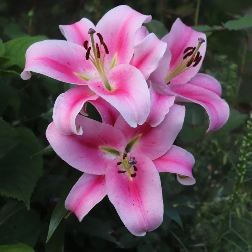 lilia-frontera.webp