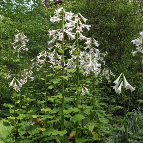 lilia-himalajska-cardiocrinum-giganteum.webp