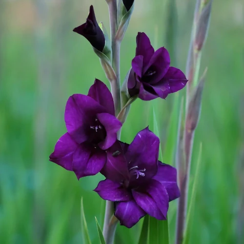 mieczyk-fioletowy.webp
