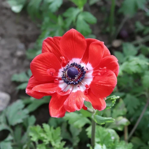 zawilec-anemone-hollandia.webp