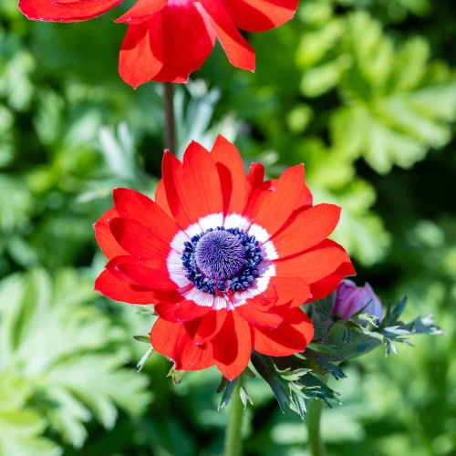 zawilec-anemone-governor.webp