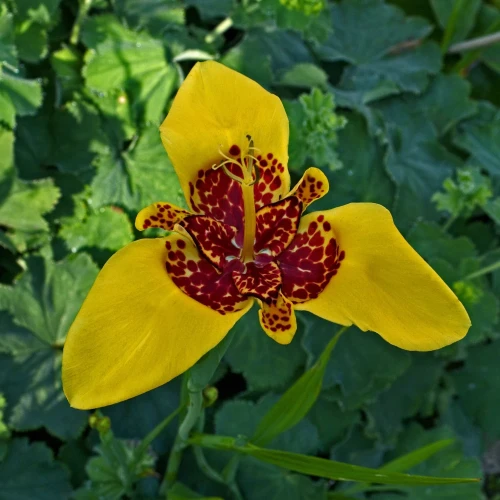 tigridia-aurea.webp