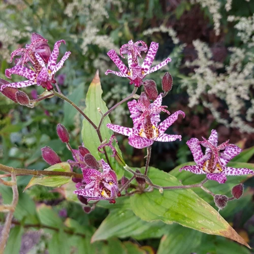 tricyrtis-hirta.webp