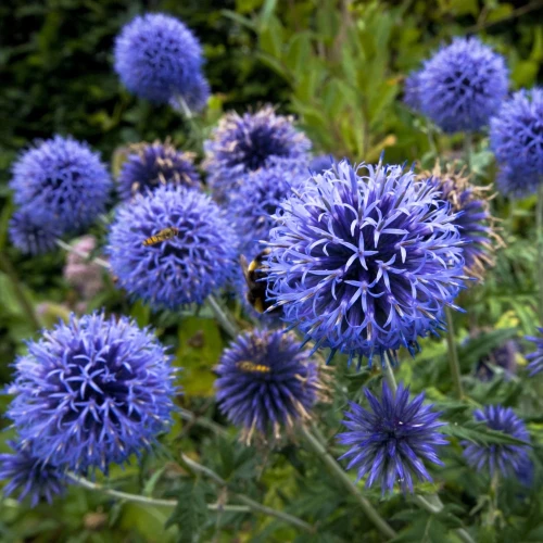 echinops-ritro.webp