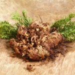 Róża Jerychońska (1szt.)