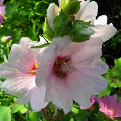 lavatera-barnsley-baby.webp