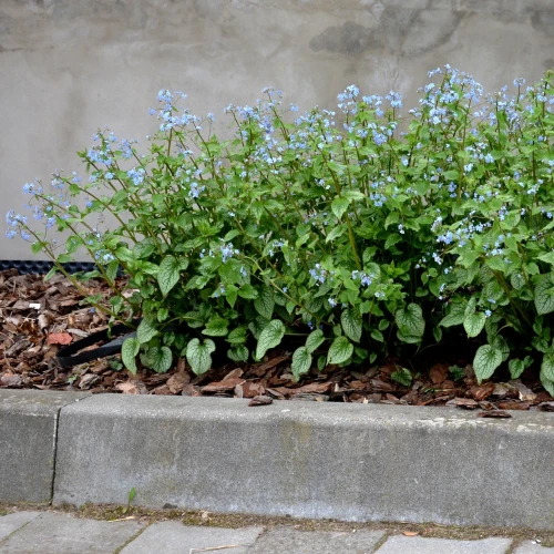 brunnera.webp