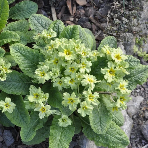 primula-francesca.webp