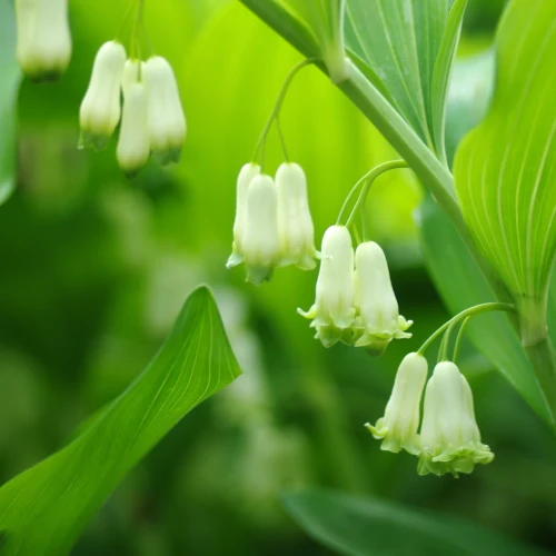 polygonatum.webp