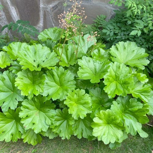 darmera-peltata.webp