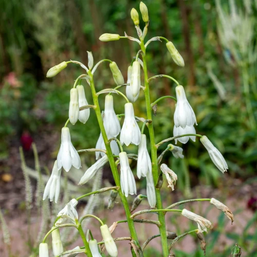 galtonia-bialawa.webp