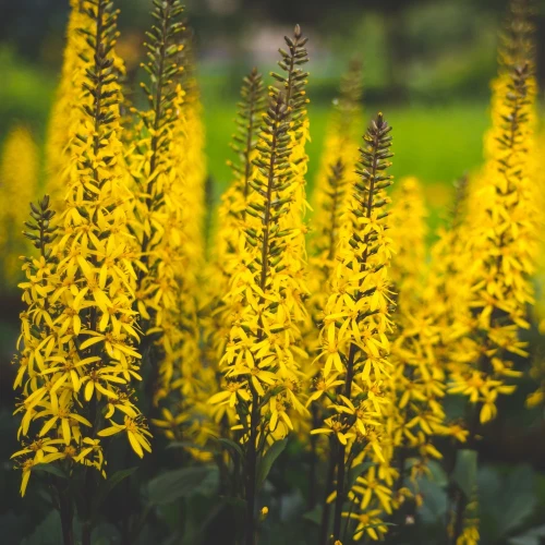 ligularia-the-rocket.webp