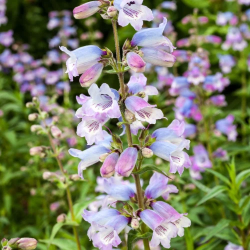 penstemon-stapleford-gem.webp