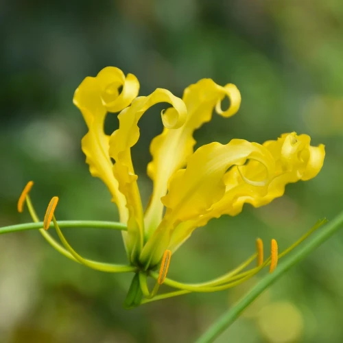 glorioza-lutea.webp
