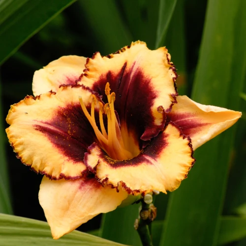 liliowiec-eye-on-america.webp
