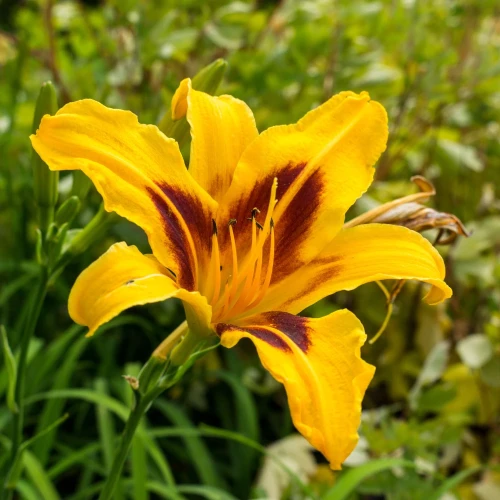 liliowiec-bonanza.webp