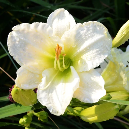 liliowiec-white-temptation.webp