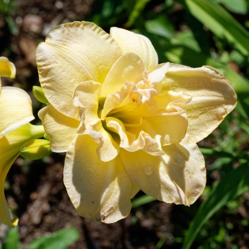 liliowiec-ikebana-star.webp
