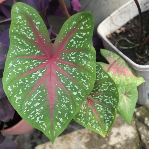 kaladium-red-flash.webp