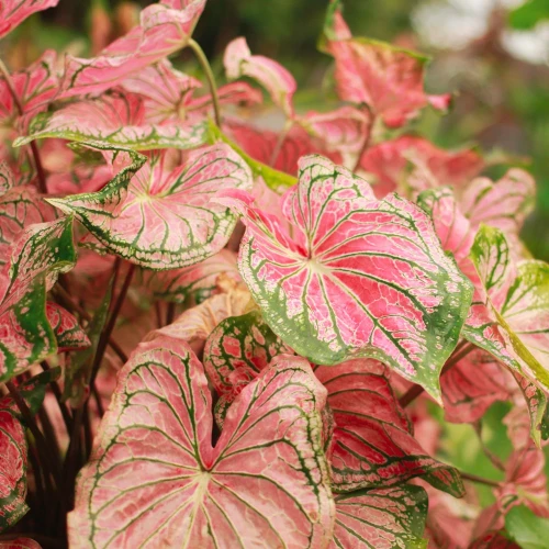 kaladium-pink-beauty.webp