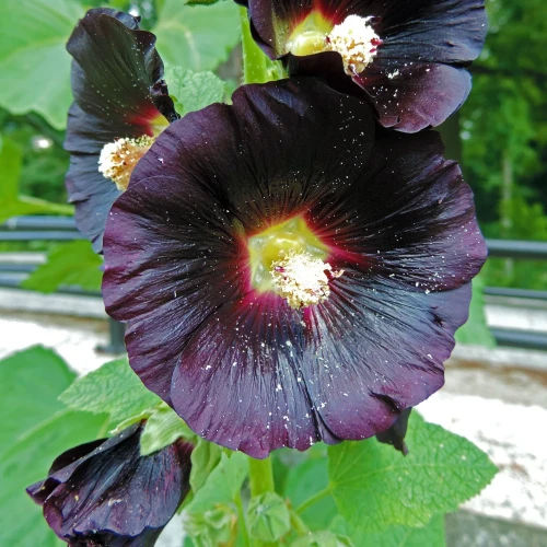 malwa-czarna.webp