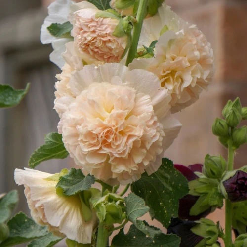 malwa-pomaranczowa.webp