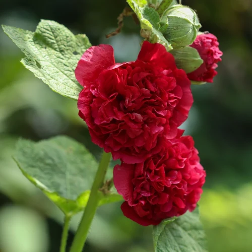 malwa-czerwona.webp
