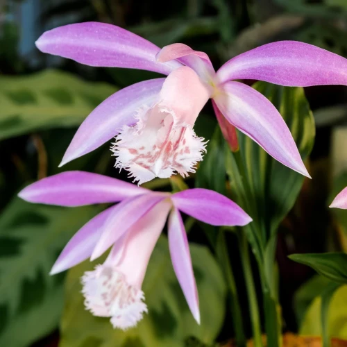 storczyk-pleione-formosana.webp