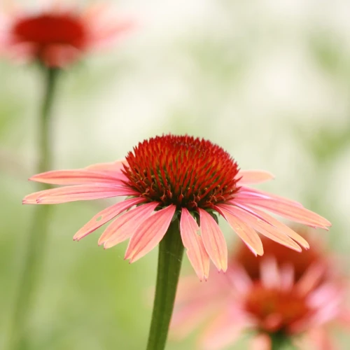 jezowka-red-magnus.webp