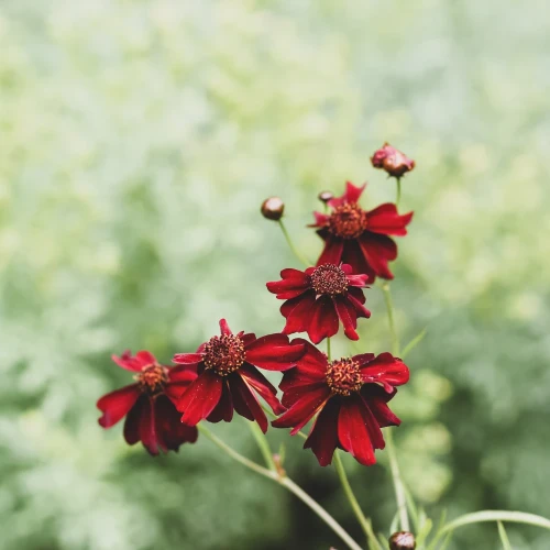 nachylek-ruby-red.webp