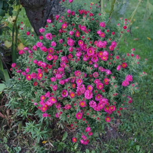 aster-jenny.webp