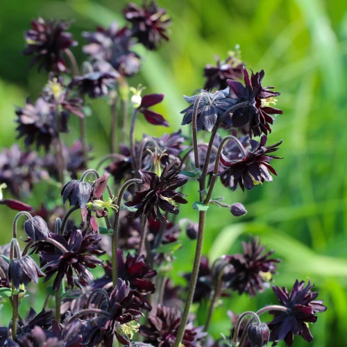 orlik-barlow-black.webp