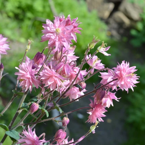 orlik-barlow-pink.webp