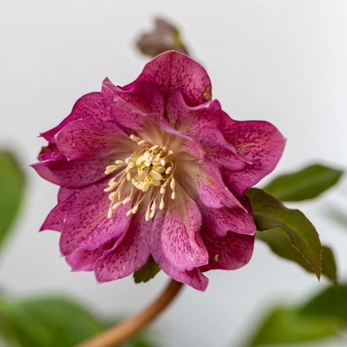 ciemiernik-double-ellen-red.webp