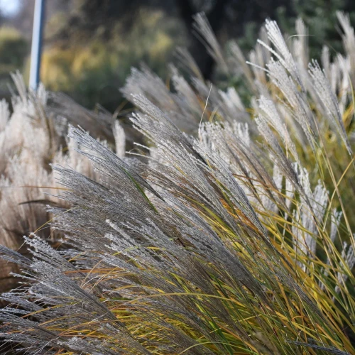 miscanthus-malepartus.webp