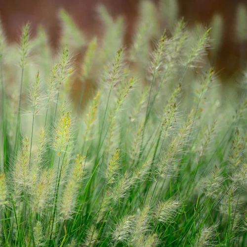 pennisetum-little-bunny.webp