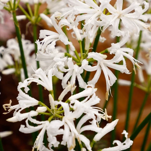nerine-alba.webp