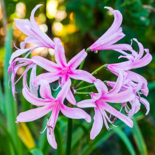 nerine-bowdenii.webp