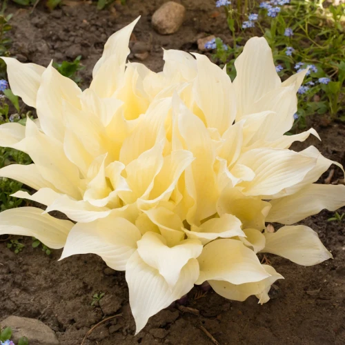 funkia-white-feather.webp
