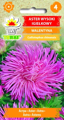 Aster-igiełkowy-wysoki-WALENTYNA.webp