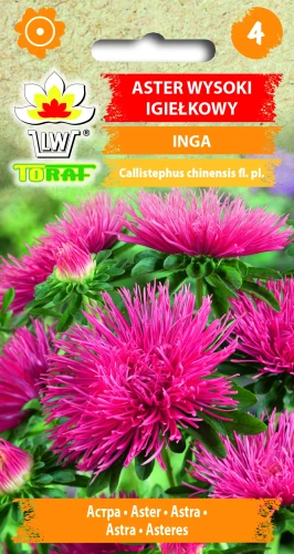 Aster-igiełkowy-wysoki-INGA.webp
