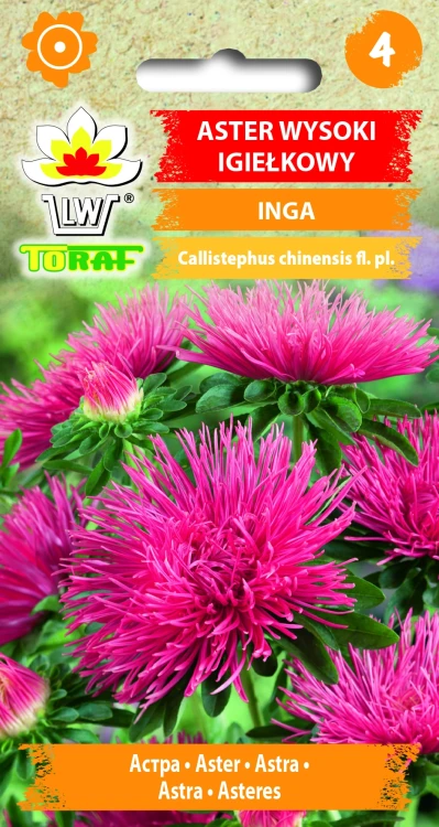 Aster-igiełkowy-wysoki-INGA.webp
