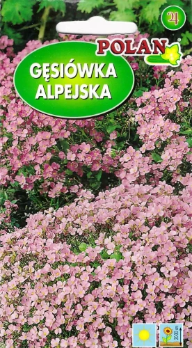 gęsiówka-alpejska-różowa.webp